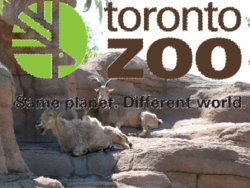 Toronto-Zoo-Coupons Tpronto Zoo Coupons